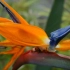 鹤望兰，又称天堂鸟，极乐鸟花。芭蕉科