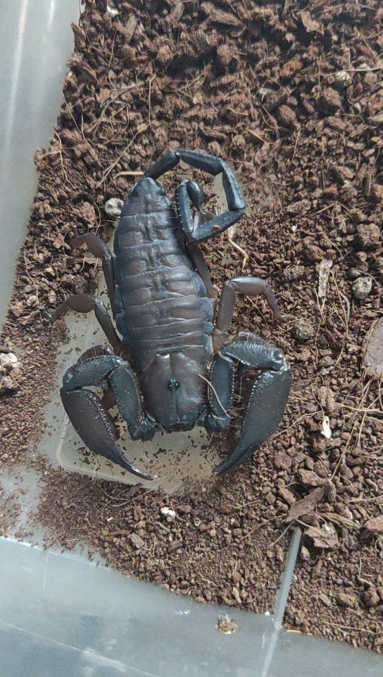 南非巨人扁石蝎