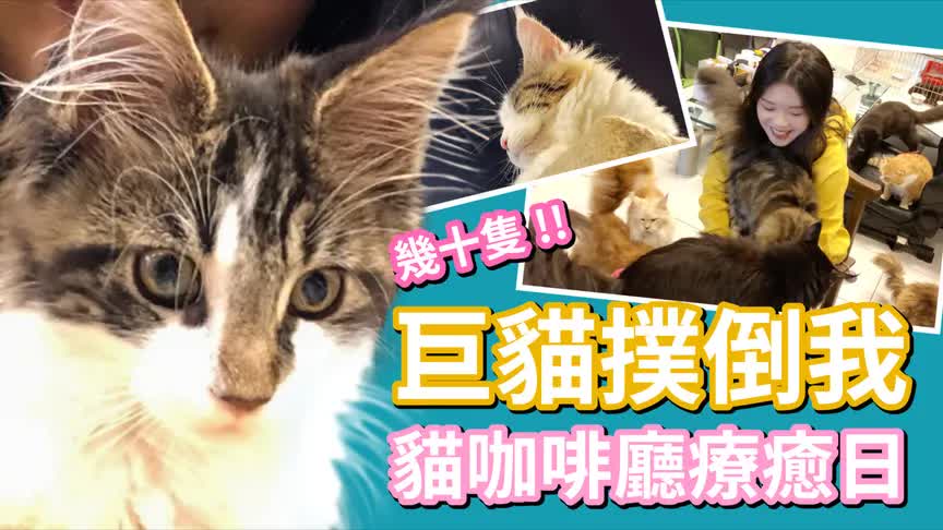 [图]被30只巨大緬因猫扑倒的感觉！这就是幸福吧！猫咪咖啡厅探店！