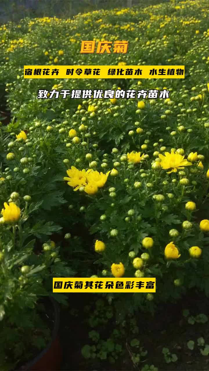 湖北国庆菊小苗＂环保草花,绿色生产,为您的花园增添生机.＂可承接花海工程细节之处见匠心.欢迎到厂参观. #国庆菊基地 #国庆菊报价 #国庆菊批发 ...