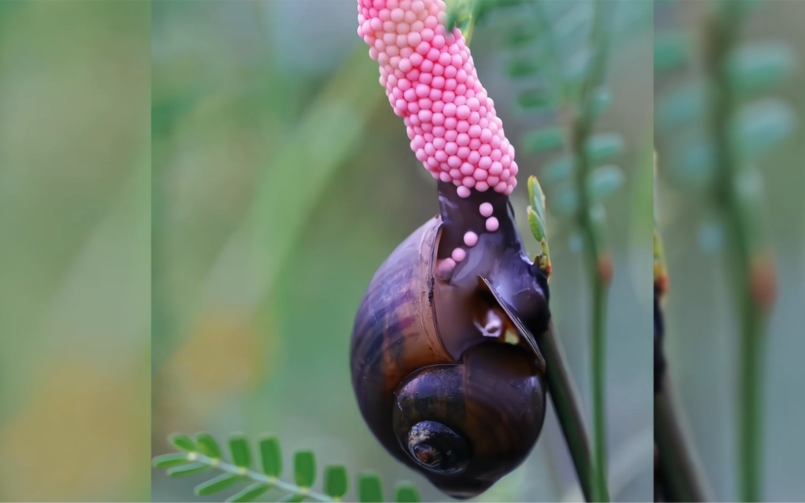 福寿螺蛋炸丸子,嘎嘣脆呀!