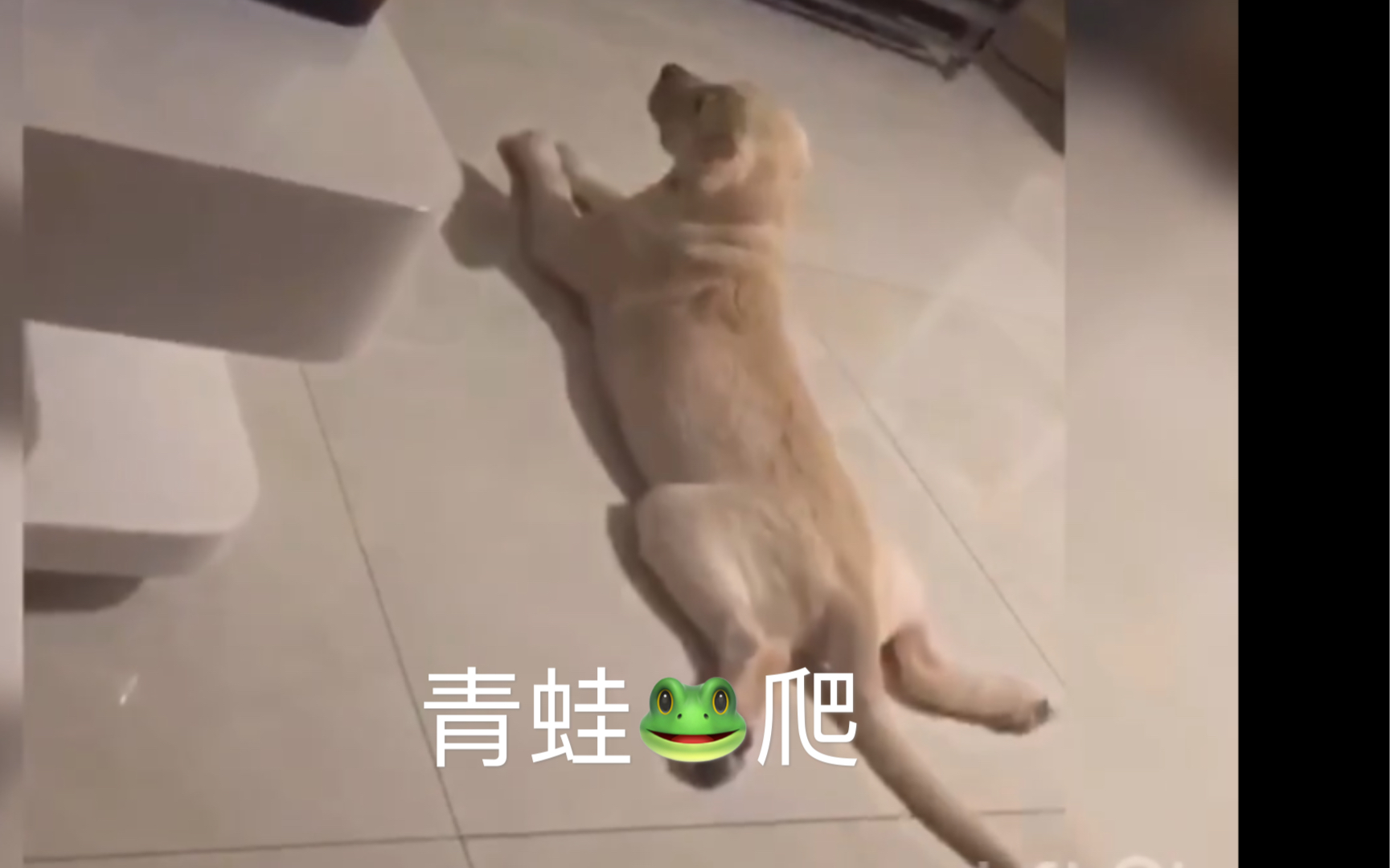 拉布拉多西狗子小时候青蛙趴看电视