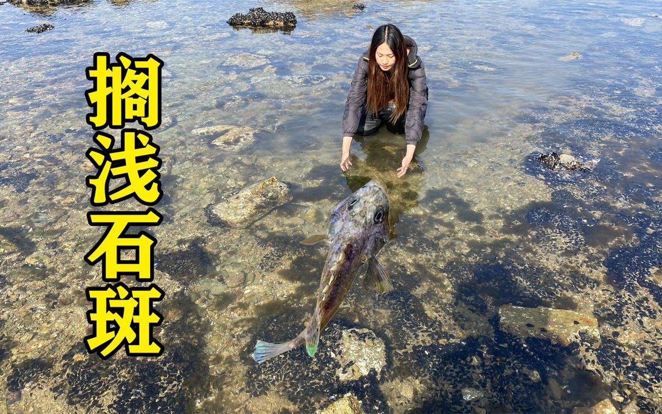 渔妹赶海偶遇石斑游上岸腹部受伤血流不止小双抱起就往海里扔