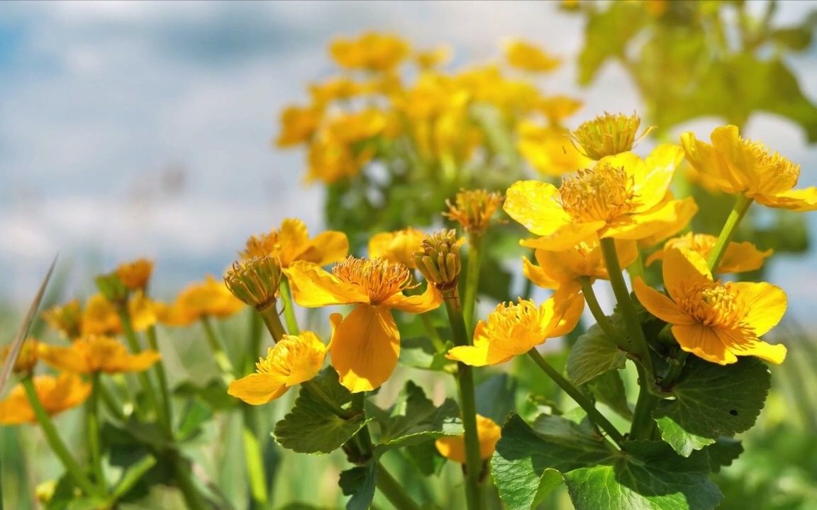 娓呮櫒鍚惉楦熺殑澹伴煶锛屾櫄涓婂姪鐪犵函闊充箰鈾紝鍐ユ兂鏀炬