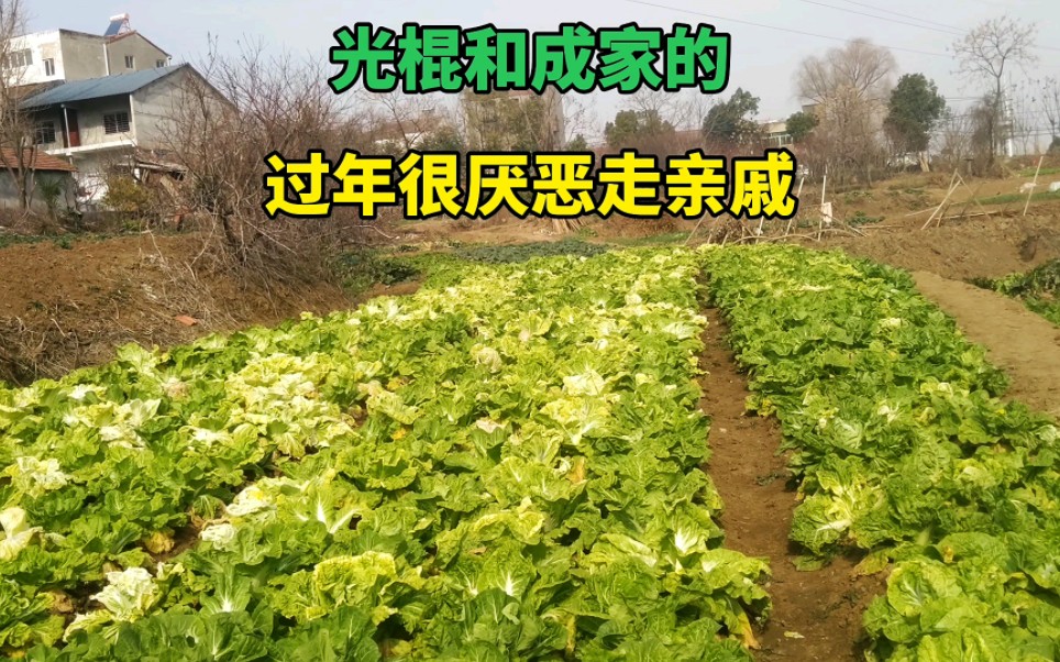 [图]光棍不爱走亲戚，成家的也不爱走亲戚，为何大家过年厌恶走亲戚？