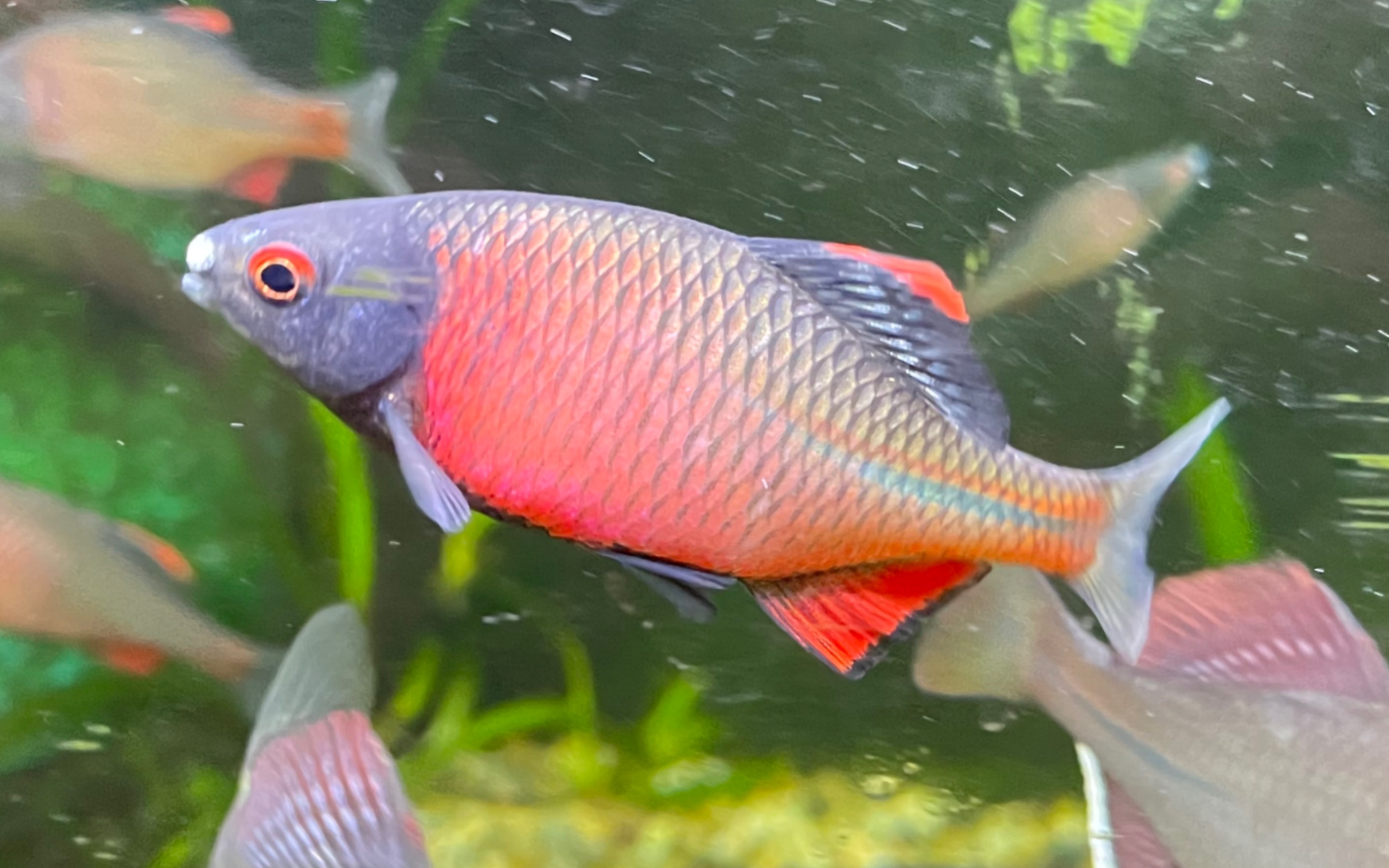 火山鳑鲏一生之敌