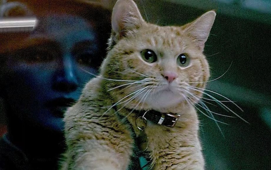 漫威这样的喵星人你敢养么?#噬元兽#惊奇队长