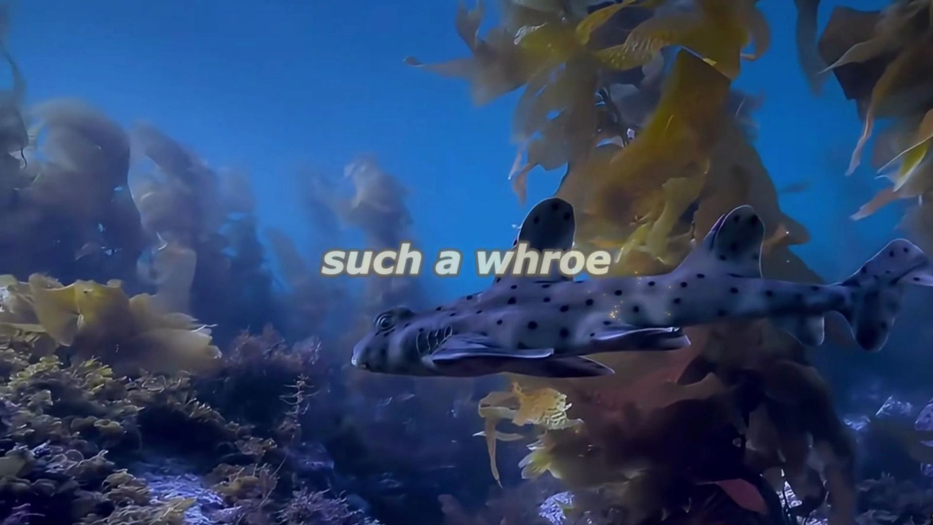 音乐欣赏【such a whroe】压迫感令人窒息