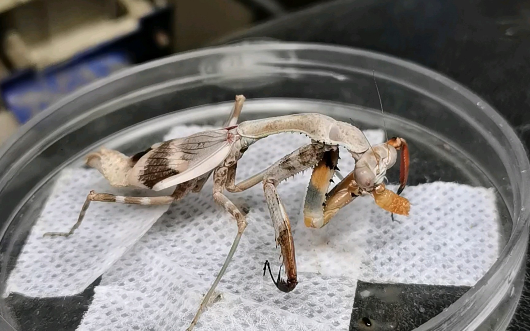 如何评价螳螂羽化失败?