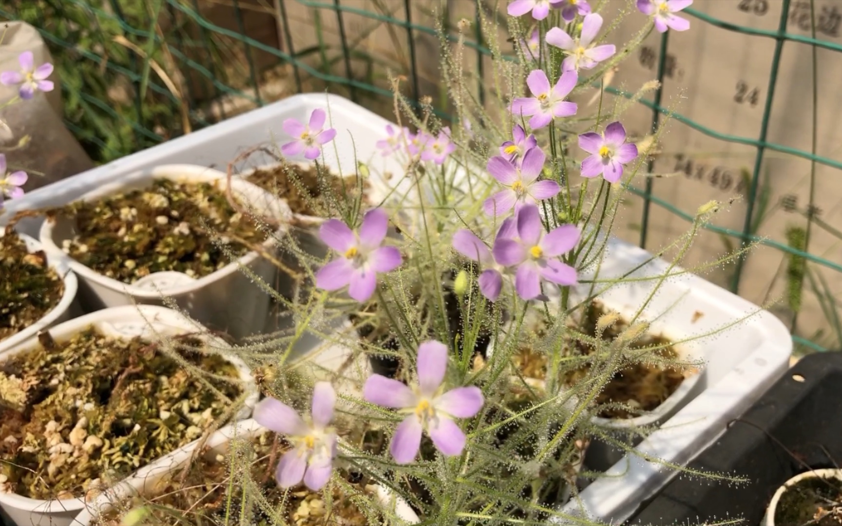 食虫植物之丝叶彩虹草 又开花结种子了 彩虹草是发芽较快发芽率较高的