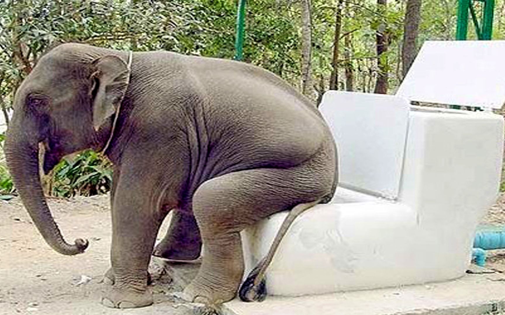 活动  大象便秘,给工作人员上了津津有味的一课,隔着屏幕都能闻见,香