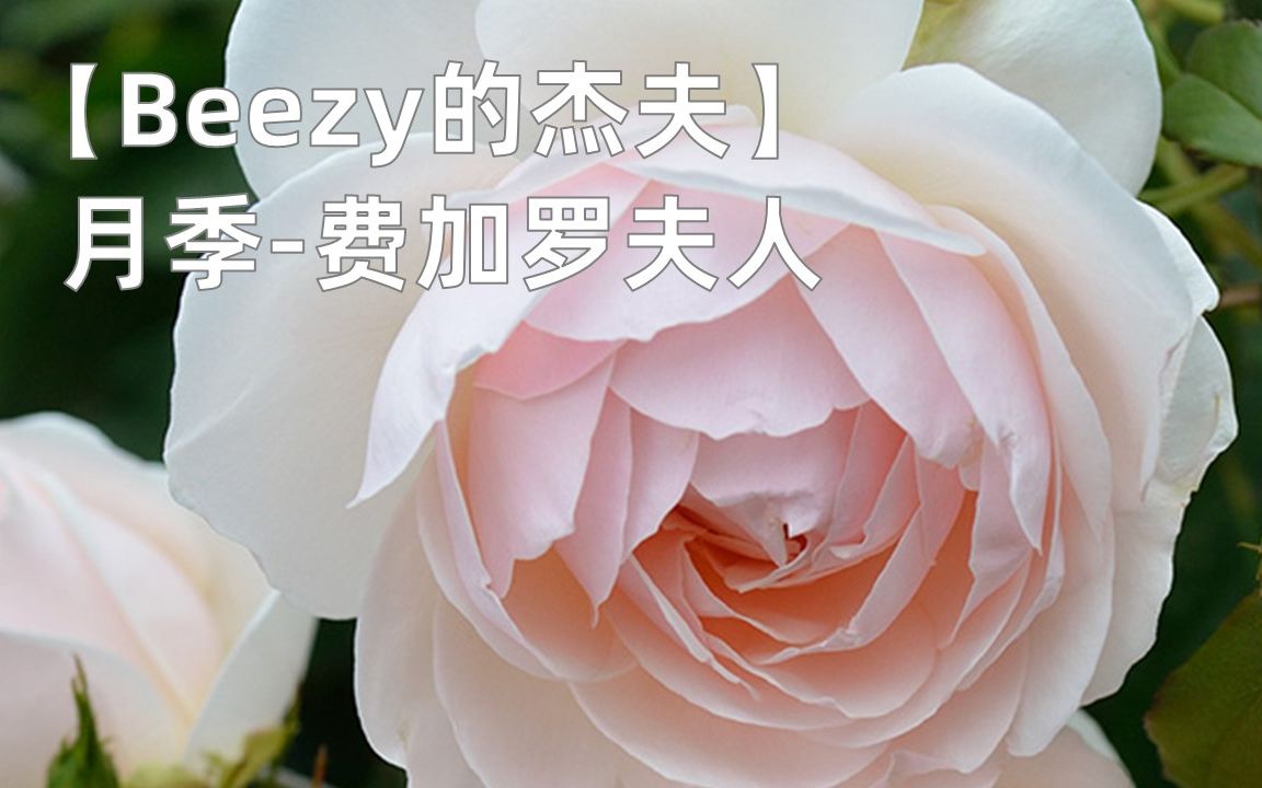 【Beezy的杰夫】月季费加罗夫人 #月季 #园艺 #花 #花园哔哩哔哩bilibili