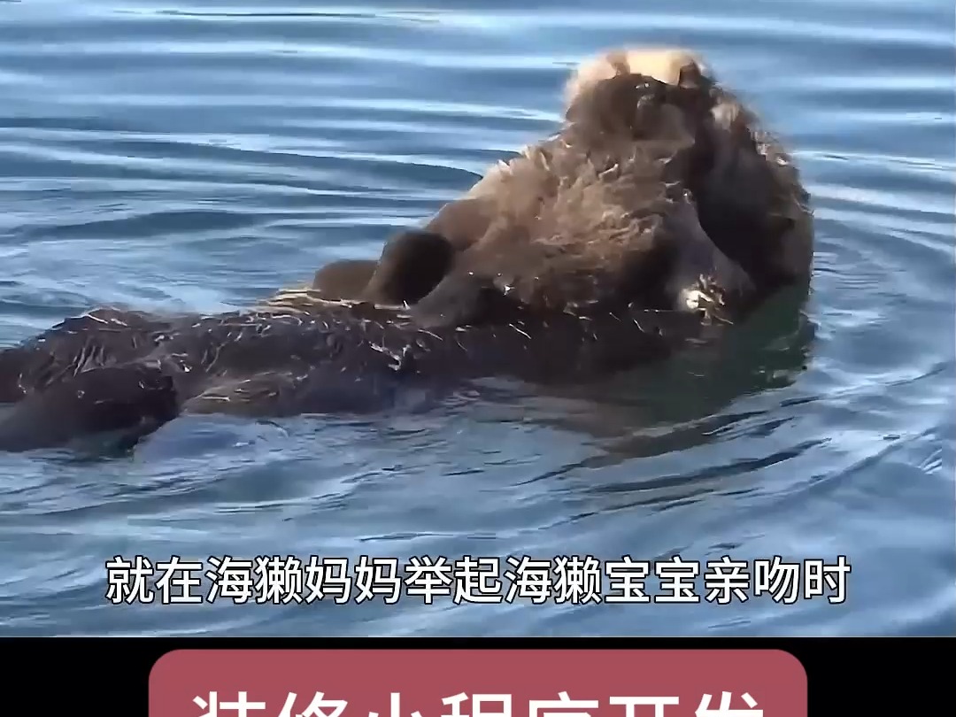 海獭妈妈抱宝宝图片图片