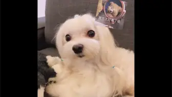 小猪要饭 哔哩哔哩 Bilibili