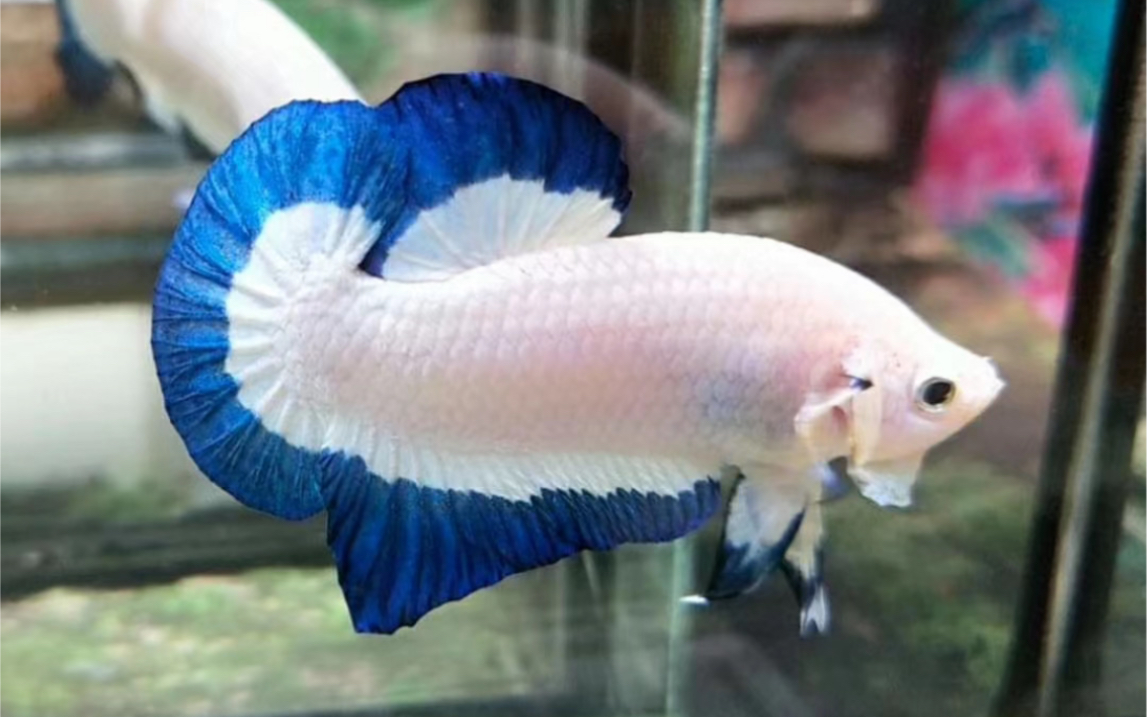 【泰国斗鱼】展示级青花瓷