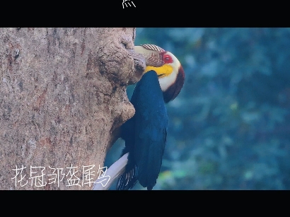 云南省德宏州泰族景颇族自治州盈江县太平镇石梯李家山犀鸟谷观鸟基地哔哩哔哩bilibili