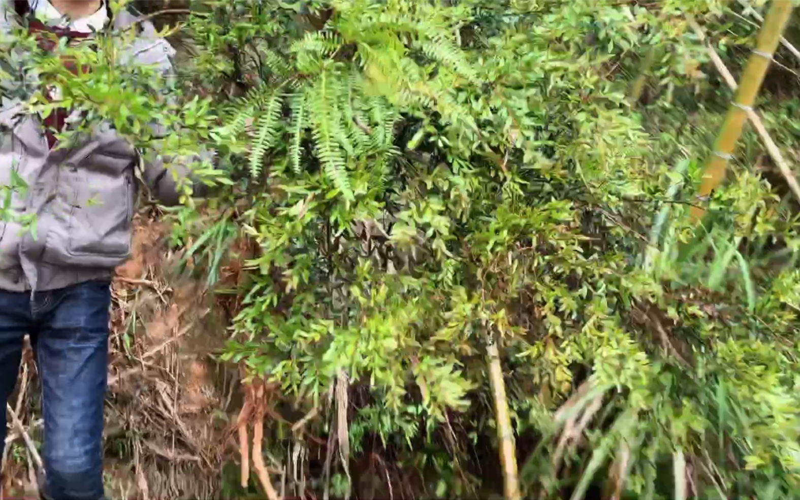 冒雨去山上挖野树做盆栽,在乡下随处可见的一种树也能做成盆景哔哩哔哩bilibili