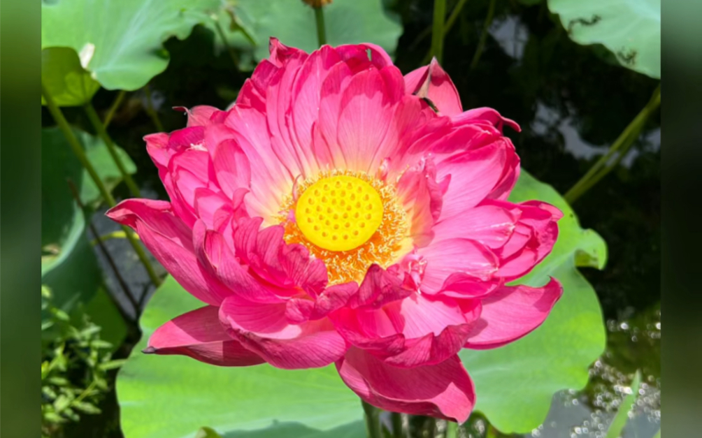 6月记忆存档:上海植物园的荷花盛开季!惊艳了我的整个夏季!