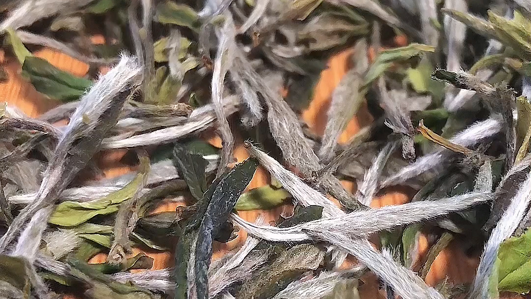 福鼎高山白茶