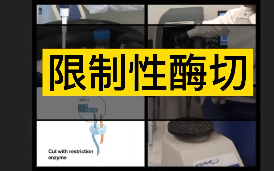 构建过表达载体六|限制性双酶切|目的DNA和质粒载体酶切产物的获取|黏性末端|平口末端哔哩哔哩bilibili