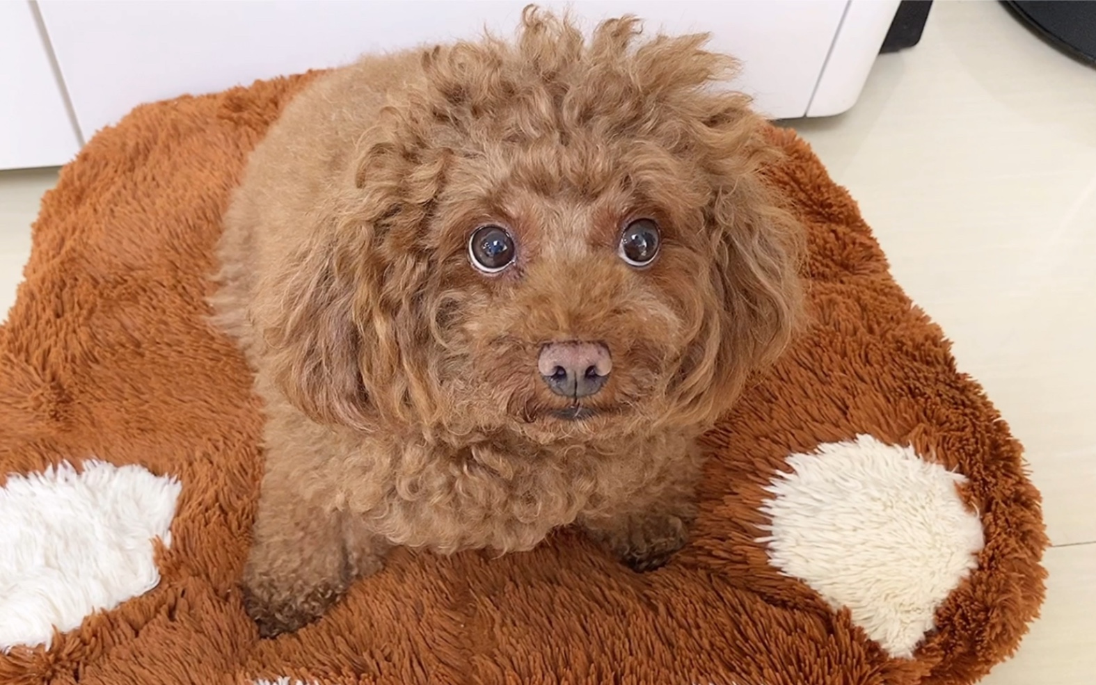 泰迪一直毛狗剃光以后是有多丑不要告诉我这是狗太吓人