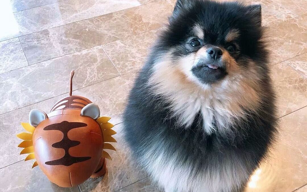 【bts】金碳和鱼丸来练习室看爸爸们啦