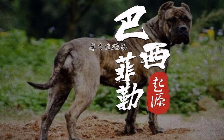 犬种起源 | 奴隶主的权杖 | 巴西菲勒来啦!别跑,被它盯上跑不掉的哔哩哔哩bilibili