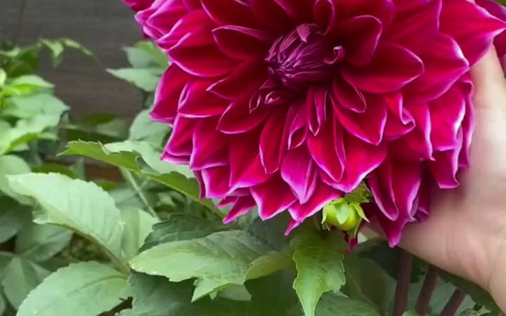 大丽花爱茉莉保罗 爱生活爱养花