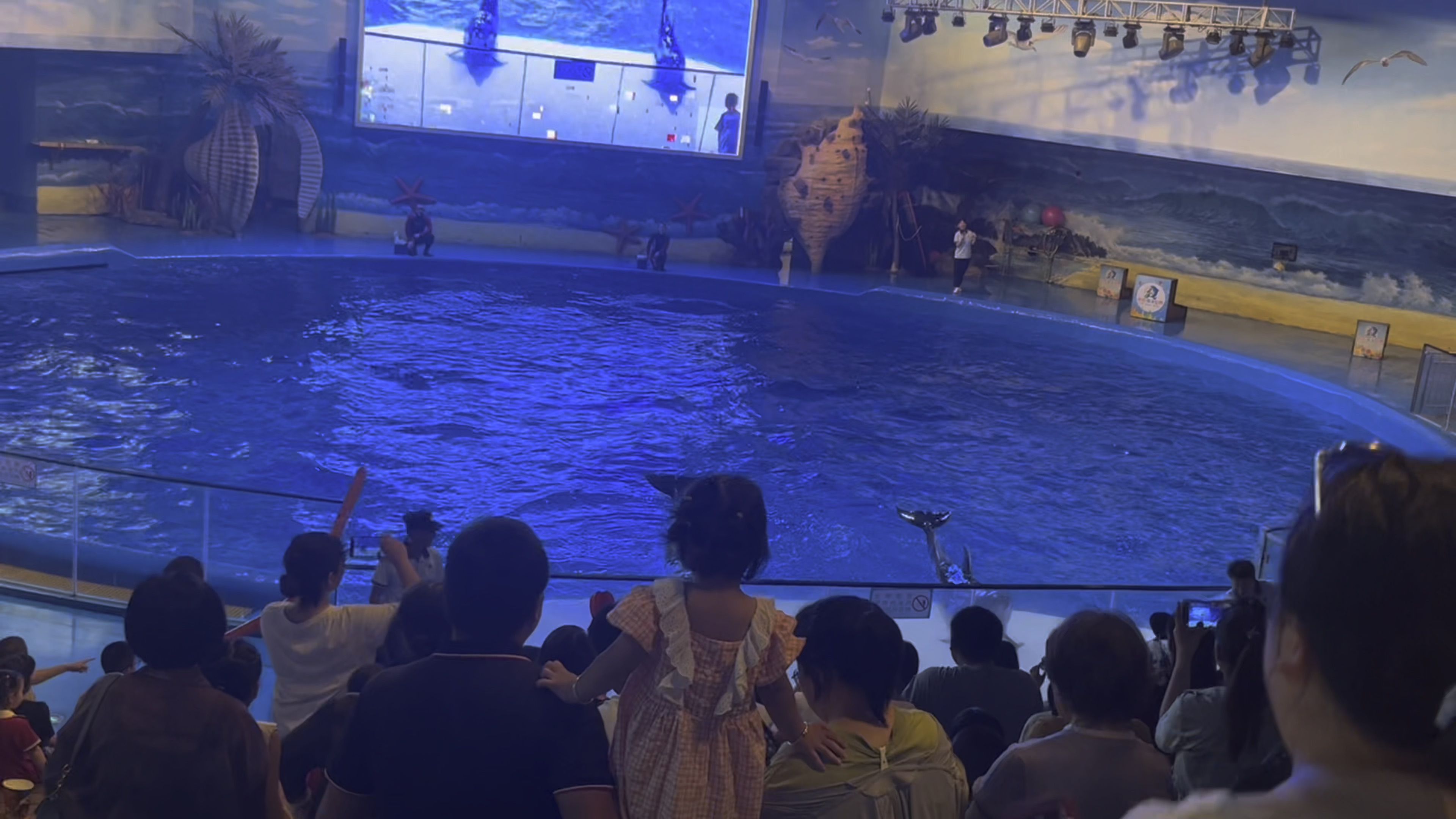 【海洋馆4】海豚表演