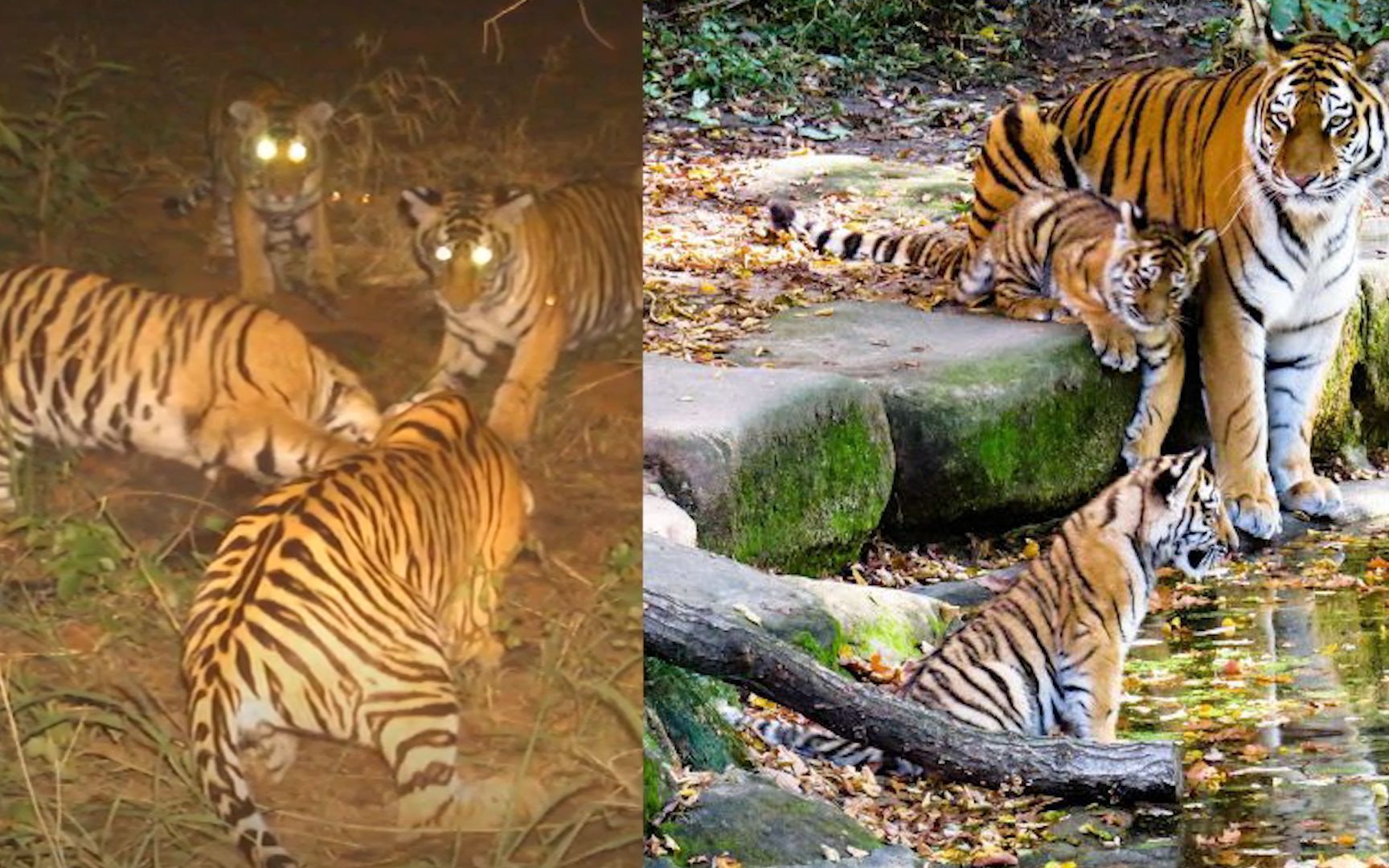 虎妈不幸去世,公虎变"全职奶爸"带4娃,专家表示太罕见:看过虎王萨林