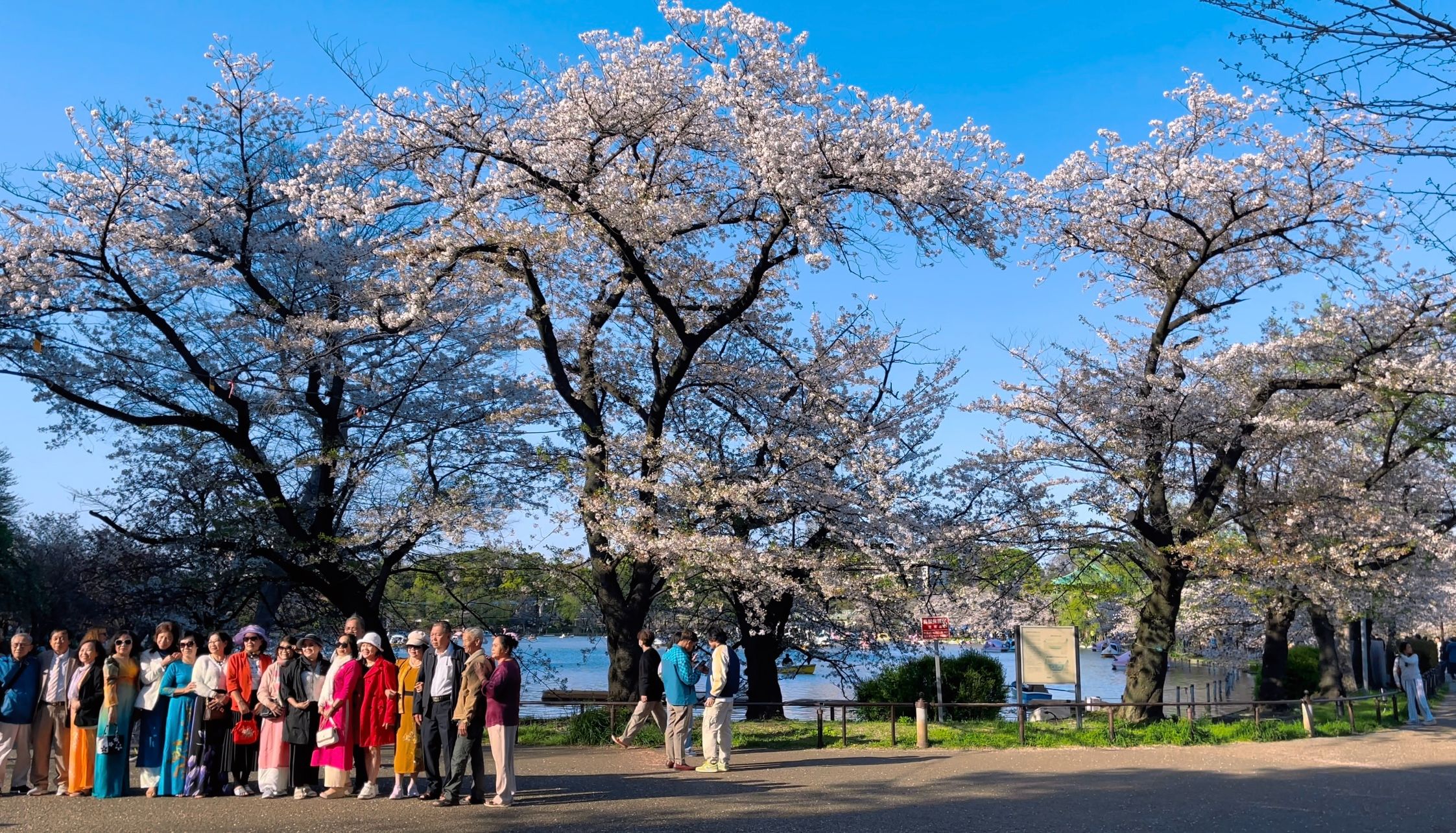 [4khdr]日本云旅游2024 | 漫步日本东京上野公园赏樱,放松解压城市