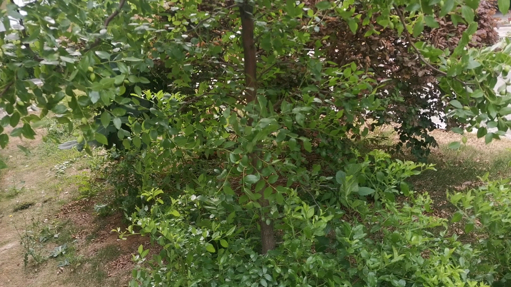 活动  发现一棵枣树结了好多枣子