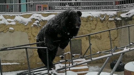 [图]八达岭下有bear来