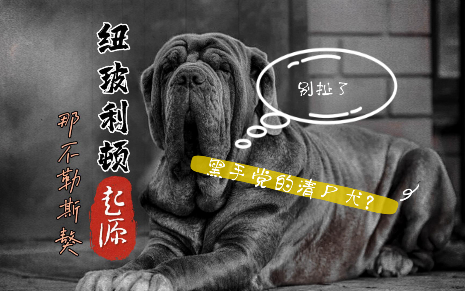 [图]纽波利顿起源｜黑手党的“清尸犬”？别扯…