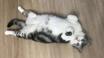 猫猫因为心脏病导致的血栓,下半身瘫痪加肺气肿_哔哩哔哩_bilibili