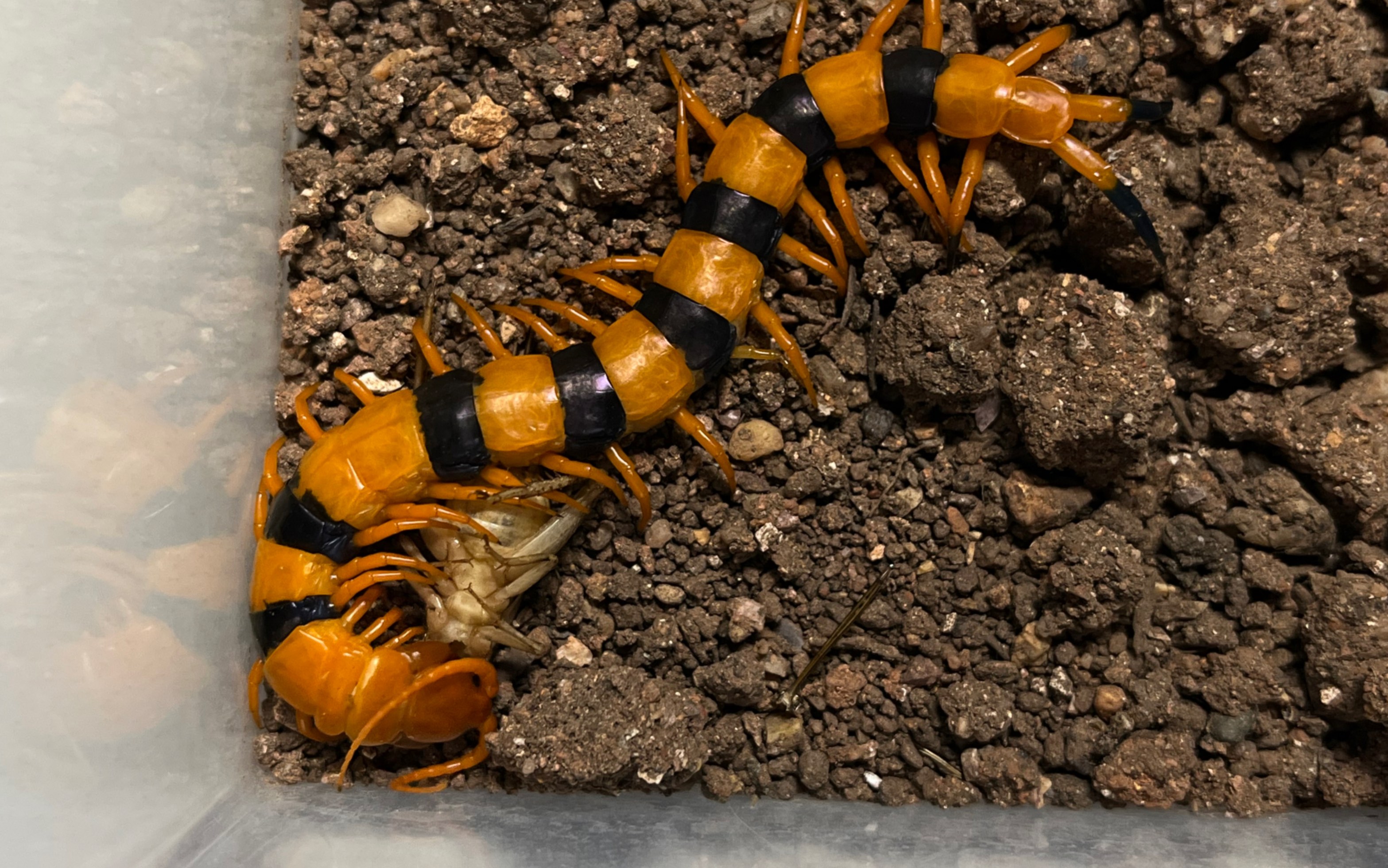 印度瑰宝蜈蚣的趋光性