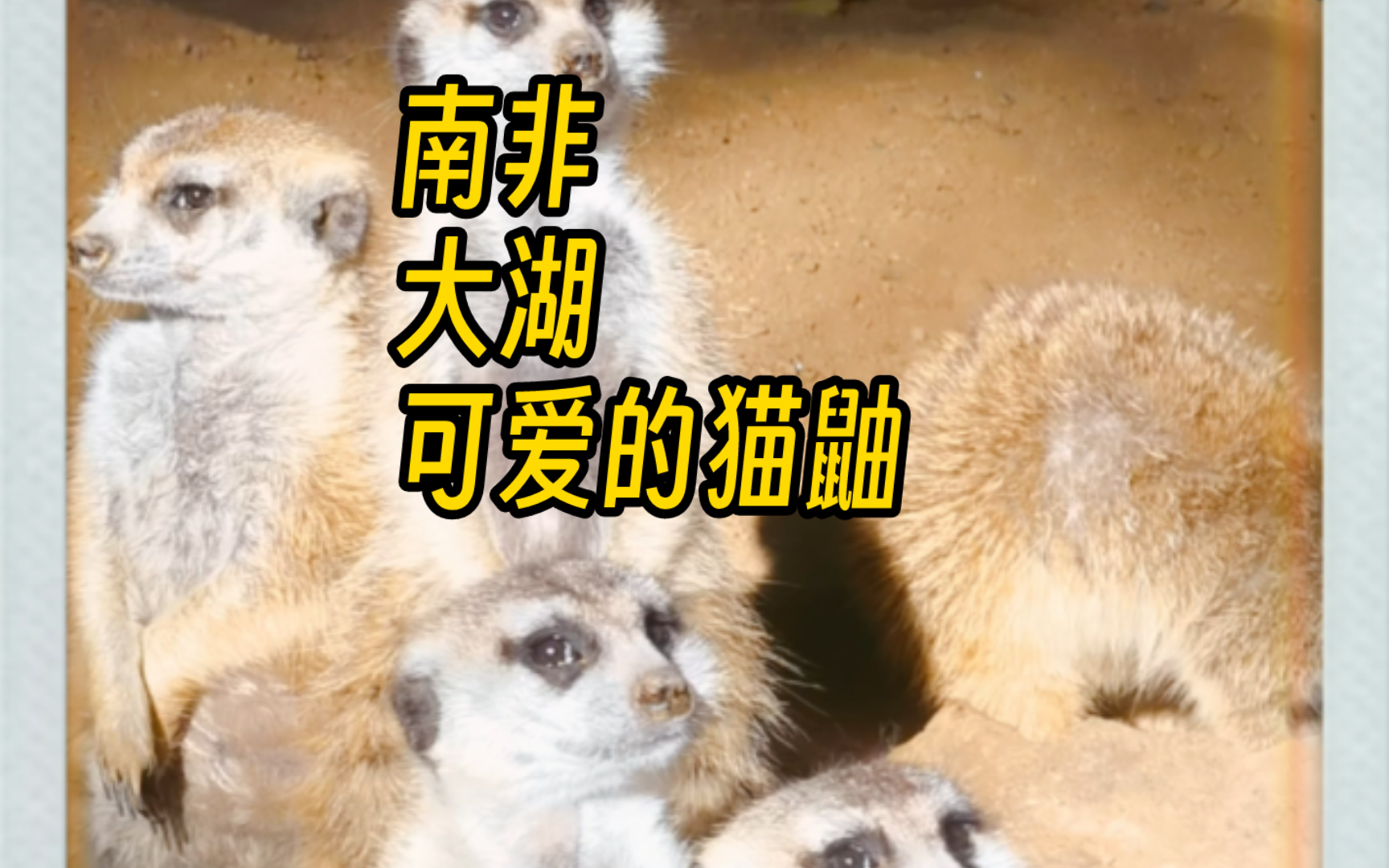 南非大湖公园的猫鼬:我不是猫,也不是鼬,我是可爱本爱!