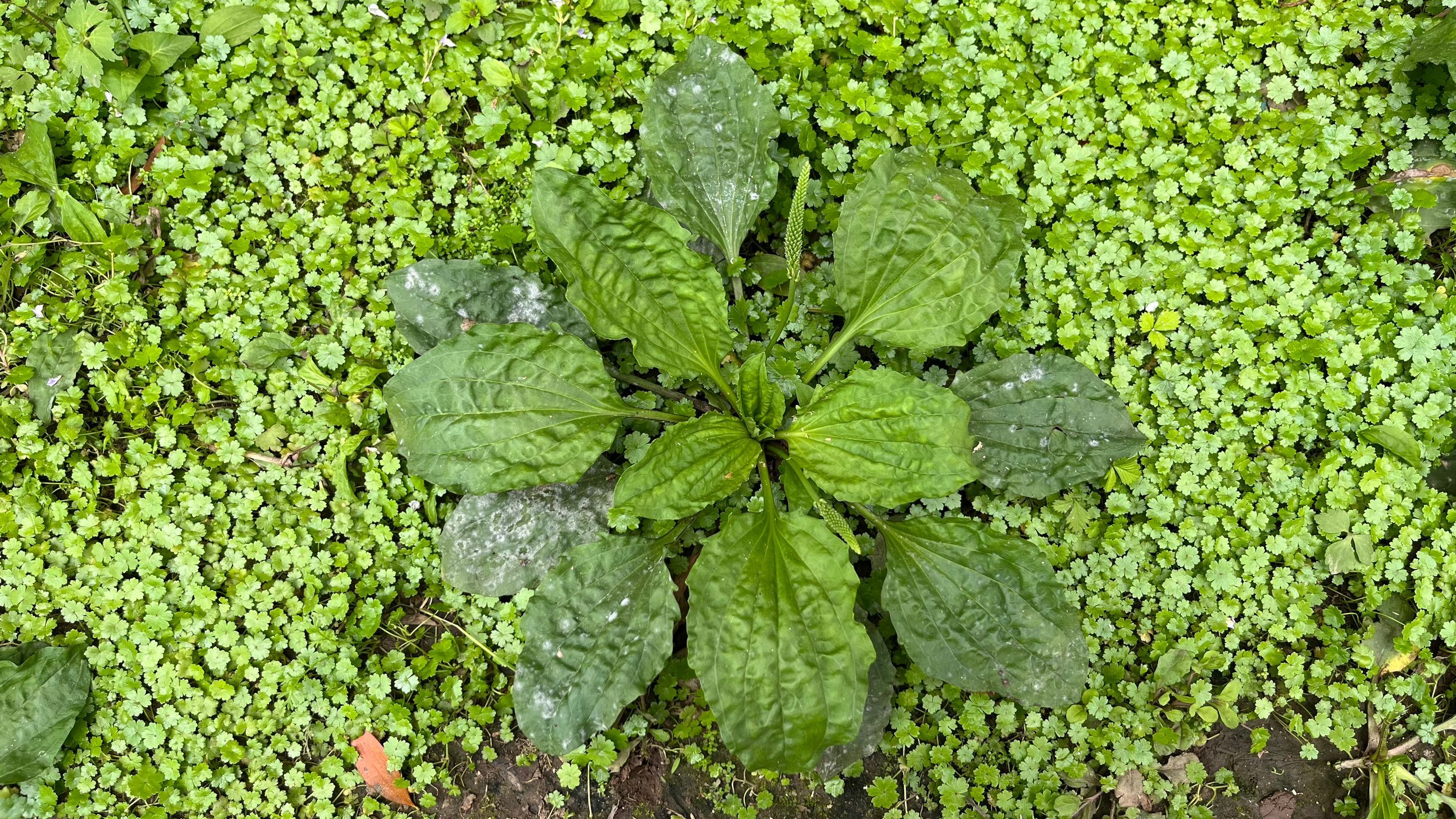 农村老人誉为化癌菜的植物