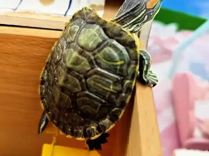 #龟宠时代 #龟龟🐢 #小乌龟和龟妈妈爬爬梯子_哔哩哔哩_bilibili