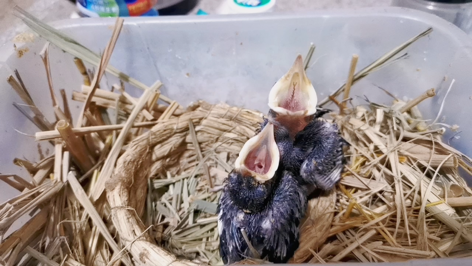 今天给大家介绍一款八哥幼鸟很好用的保温用具._哔哩哔哩_bilibili