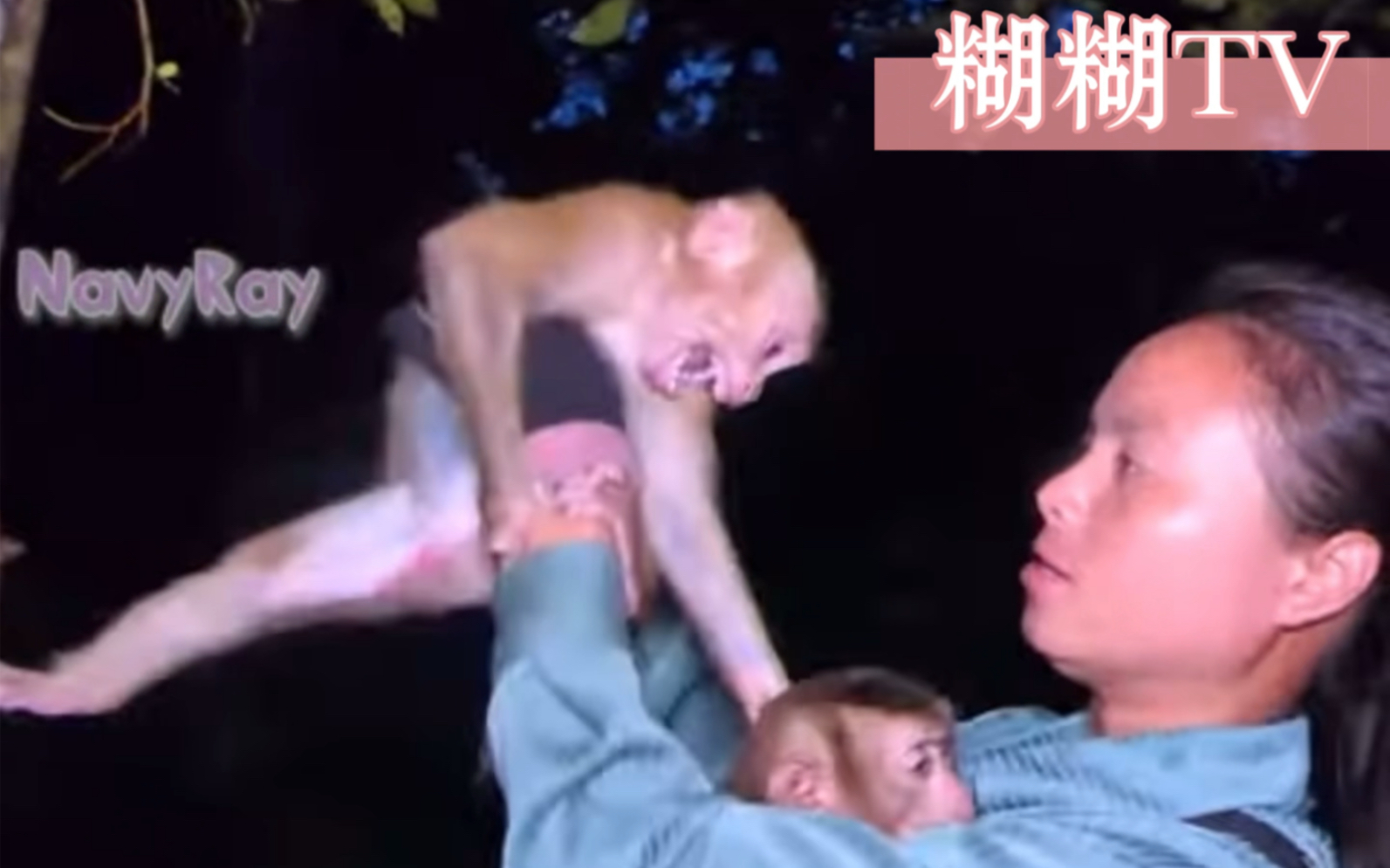 [图]好心人 索菲亚 又来探望放生的小猴子了，再次看到主人的小猴子难舍难分精神似乎遭受了重创。