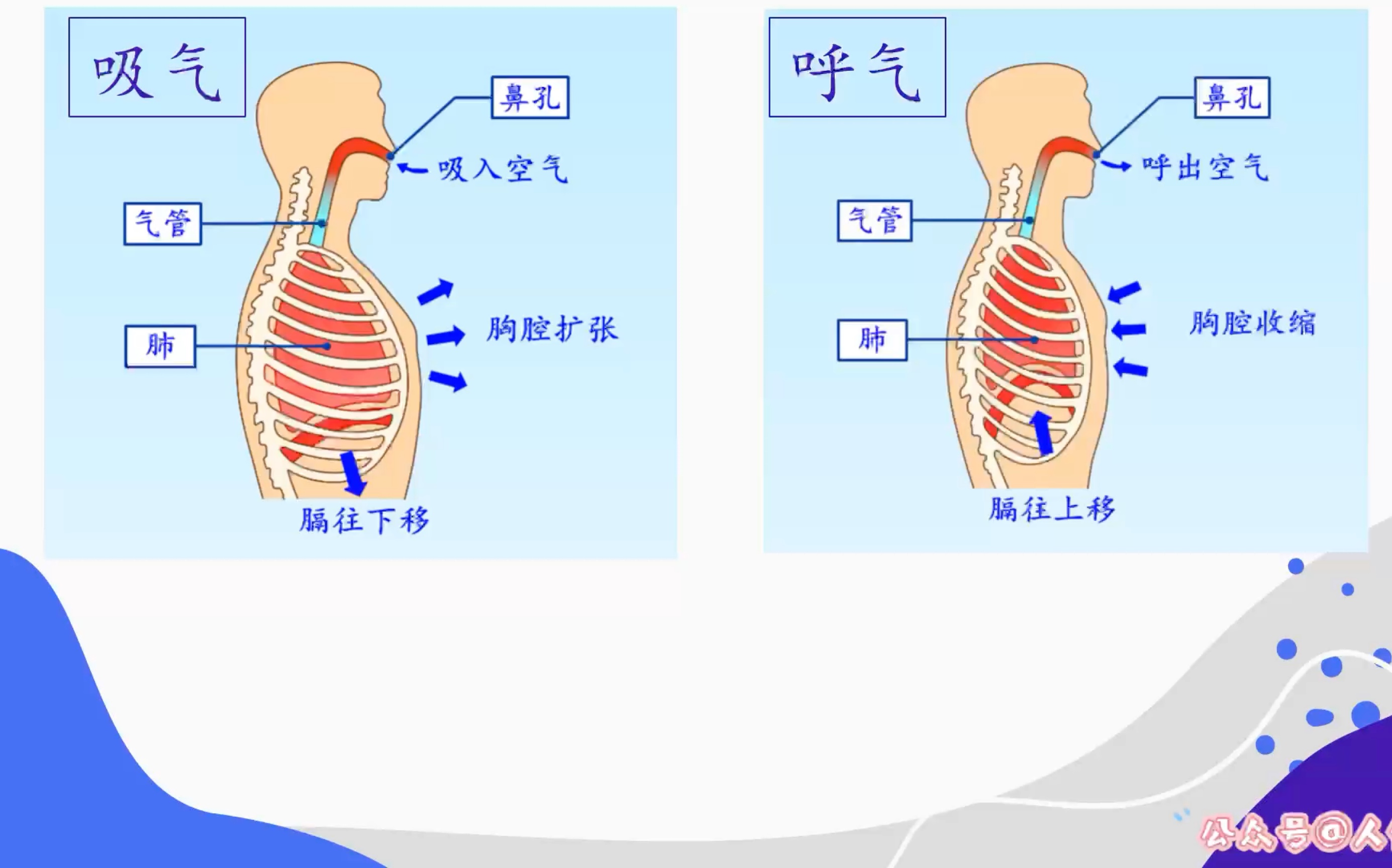 [图]【呼吸】小野莎莎的解剖学教室