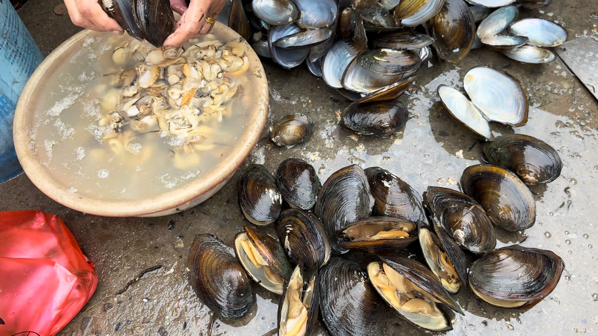 早晨乡村集市河鲜多,小伙赶集花60块买了10来斤河蚌肉,露天集市真热闹