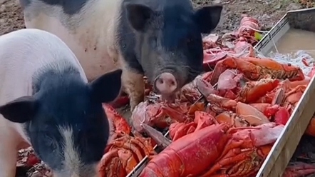 小猪吃龙虾