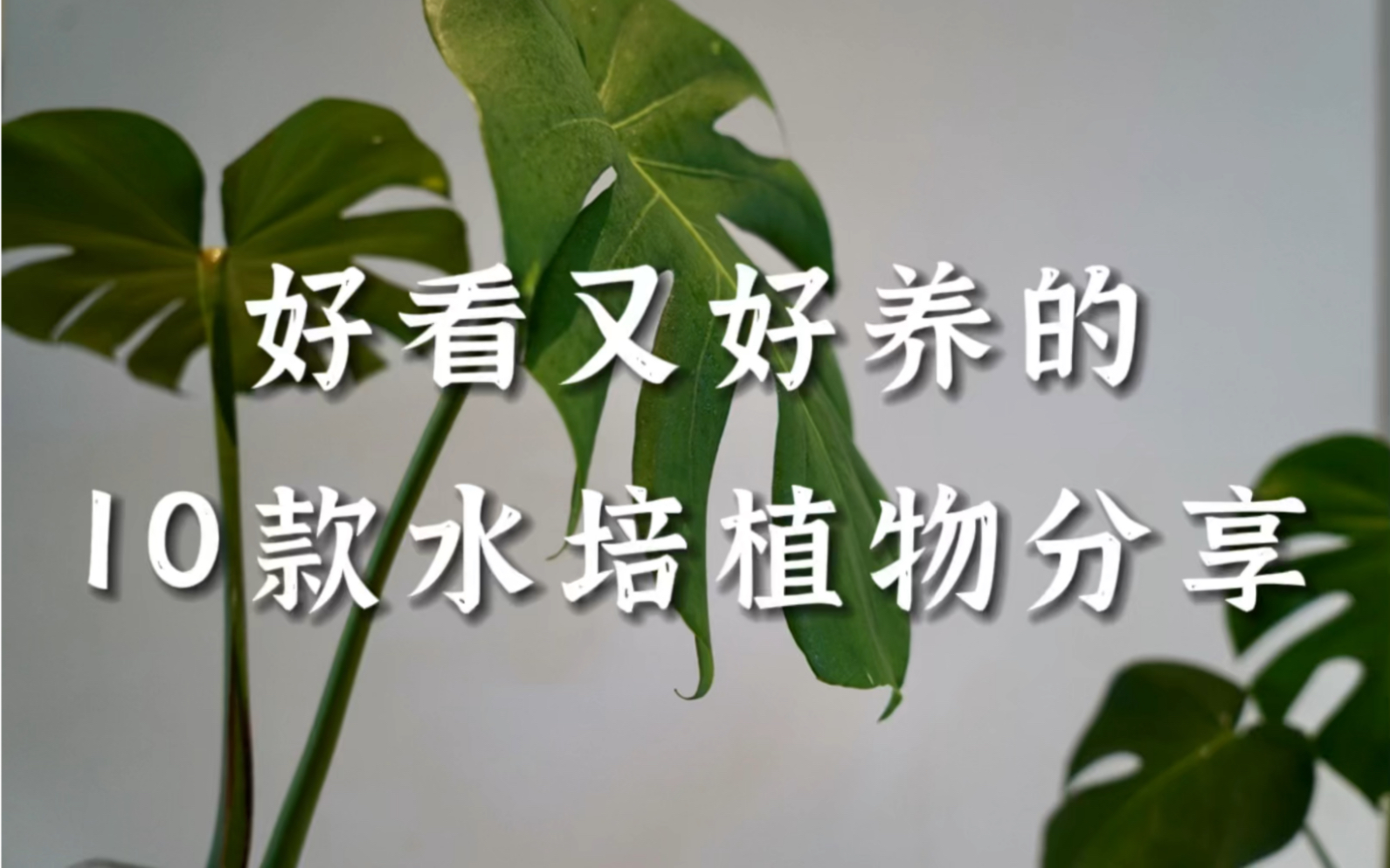 好看又好养的10款水培植物分享哔哩哔哩bilibili