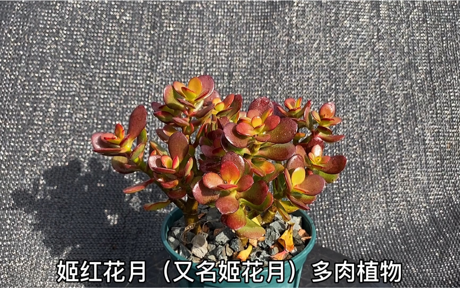 猪的多肉:姬红花月(又名姬花月)多肉植物哔哩哔哩bilibili