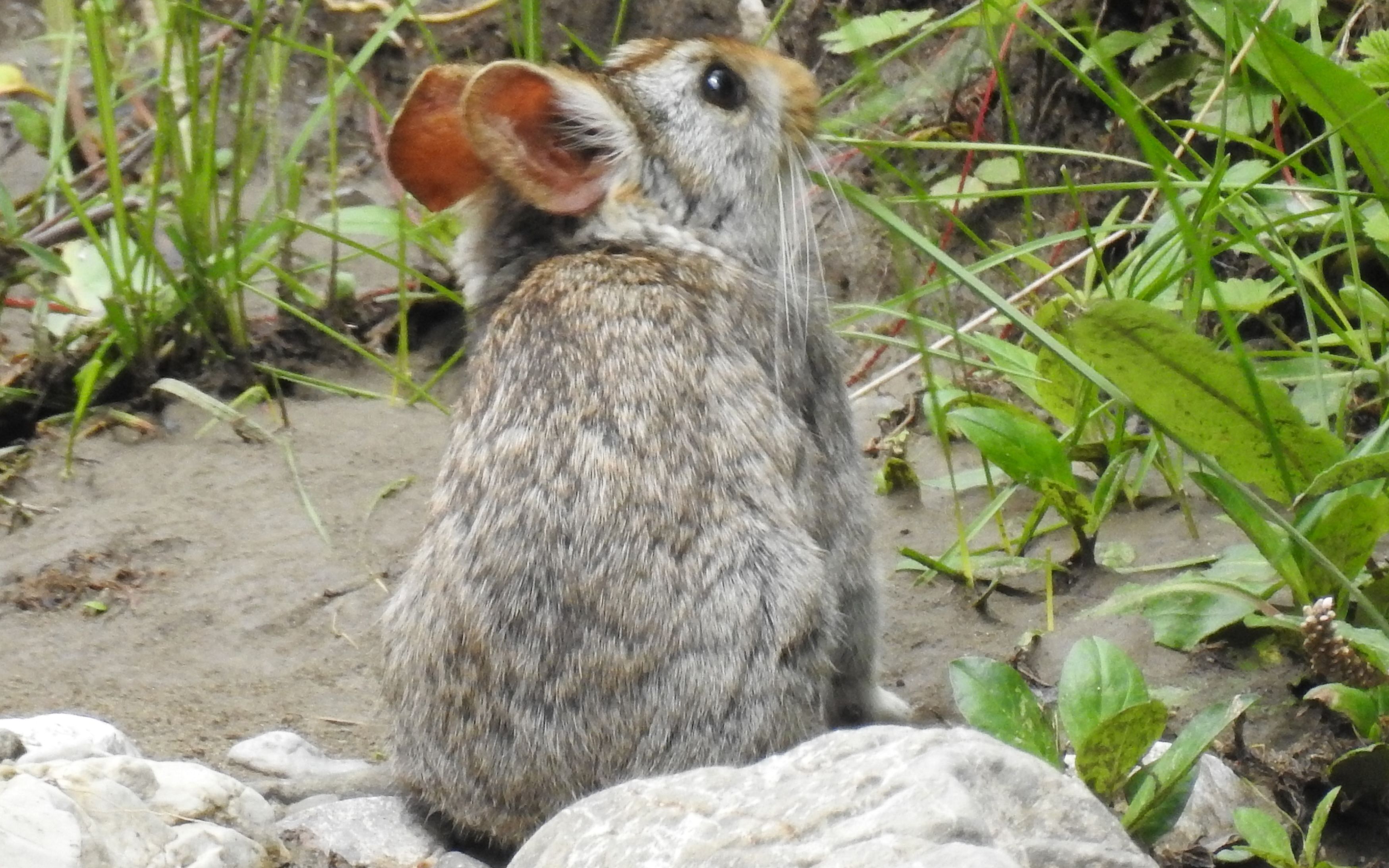 川西鼠兔图片