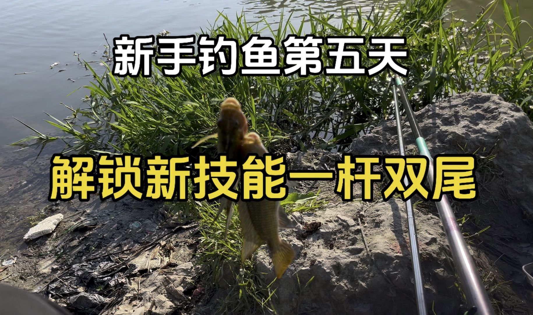 新手钓鱼第五天,解锁新技能一杆双尾