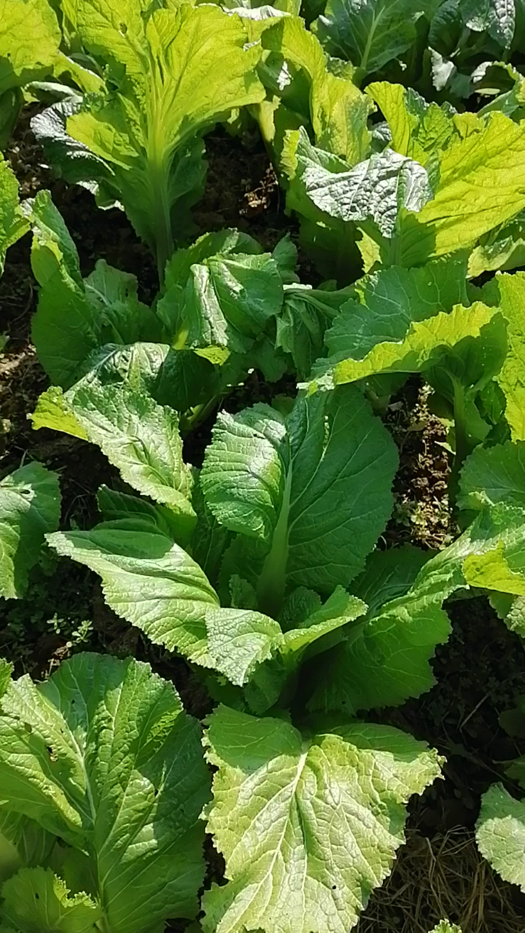 《知识分享》绿油油的芥菜