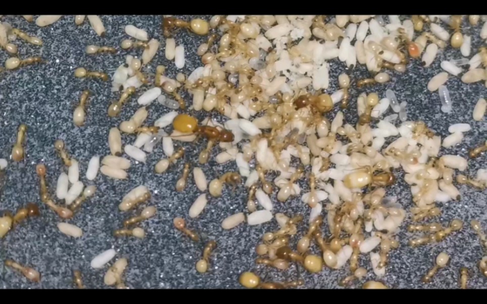 黑金弓背蚁再次换巢(diy折叠平面)